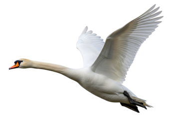 A graceful swan soars through a dark night sky, its magnificent wings outstretched in flight.