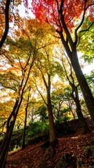 Autumn forest canopy