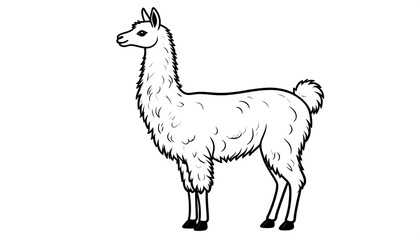 Fototapeta premium Profile view of a llama