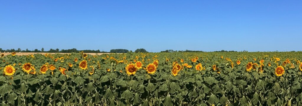 field of sunflowers
