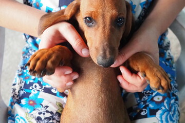 A playful dachshund puppy melts hearts when he is held tenderly in loving human hands. The dog...