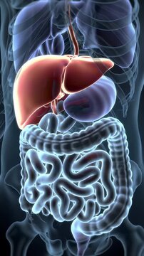 Illuminated Anatomical Rendering Displaying Human Digestive System with Reddish Brown Liver Stomach and Glowing Intestinal Tract Inside Translucent Ribcage for Medical Presentations