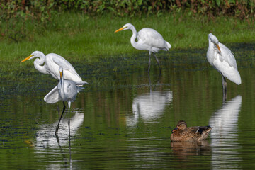 Great egrets wading in a shallow pond.