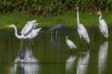 Great egrets wading in a shallow pond.