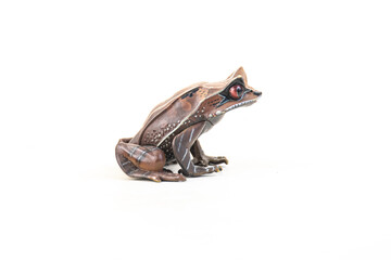 frog on isolated background