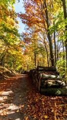 Autumn forest path with fallen leaves and woodpile