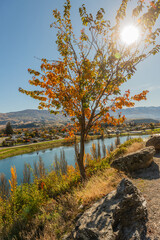 Autumn tree with sun peeking through the leaves 