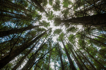 View looking up at tall trees with sky and light peaking and beaming through