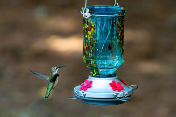 Hummingbird hovering next to a blue feeder.
