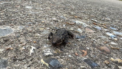 Common toad camouflaged on a rough gravel path