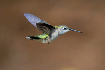 Isolated Bird in flight in summer.