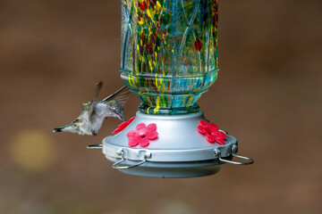 Eyes closed at a blue feeder.