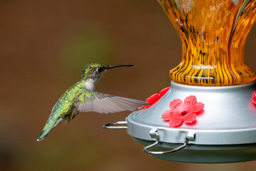Hummingbird flying at a glass, orange feeder.