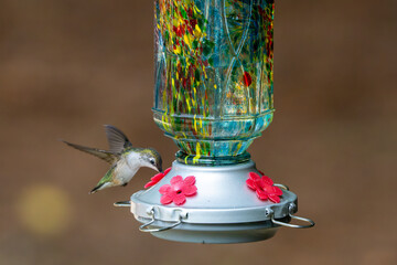 Hovering while drinking in Summer.