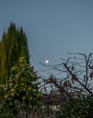 Big moon in blue sky near branches and trees