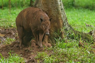 a muddy babirusa living under a tree