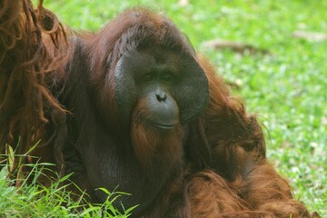 portrait of an adult orangutan's facial expression