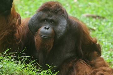 portrait of an adult orangutan's facial expression