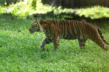 a Sumatran tiger was seen roaming the grass in the morning