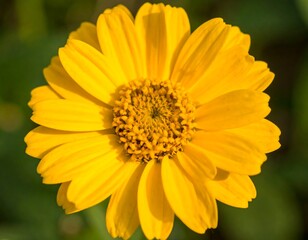 Close-up of a bright yellow flower