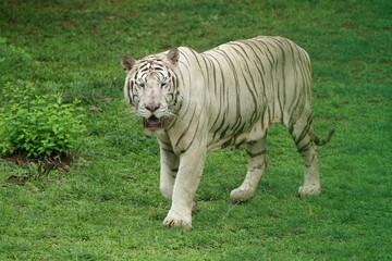 a white tiger roaming the grass during the day