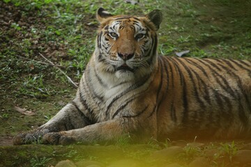 a Bengal tiger is seen lying on the grass