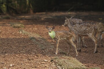 a little axis deer wandering on the ground in the morning