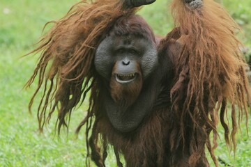 portrait of an adult orangutan's facial expression