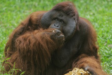 orangutans are seen enjoying jackfruit