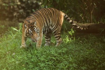 a Sumatran tiger was seen roaming the grass in the morning