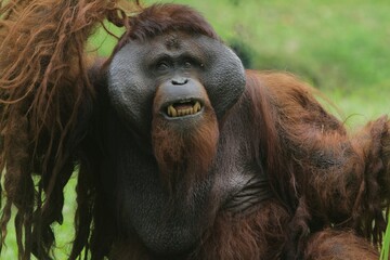 Naklejka premium portrait of an adult orangutan's facial expression