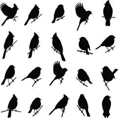 bird silhouettes vector, perched bird illustration, flying bird shapes, songbird shadow art, wildlife outline collection, nature design elements, black bird graphic set