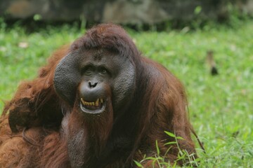 portrait of an adult orangutan's facial expression
