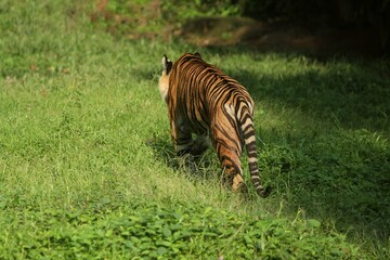 rear view of a Sumatran tiger roaming the grass in the morning