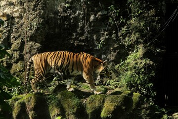 A sumatran tiger was seen roaming the rocks in the morning.