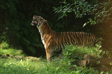 side view of a sumatran tiger roaring in the morning