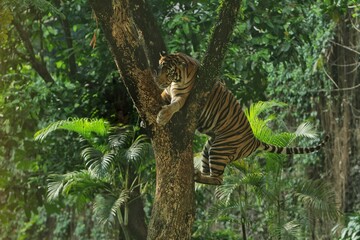 side view of a Sumatran tiger jumping up a tree