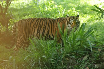 a Sumatran tiger was seen roaming the grass in the morning