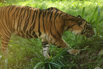 a Sumatran tiger was seen roaming the grass in the morning