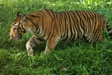 a Sumatran tiger was seen roaming the grass in the morning