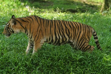 a Sumatran tiger was seen roaming the grass in the morning