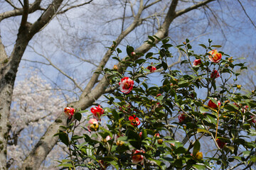 Beautiful camellia flower on tree. The Expo 70 Commemorative Park, Osaka, Japan