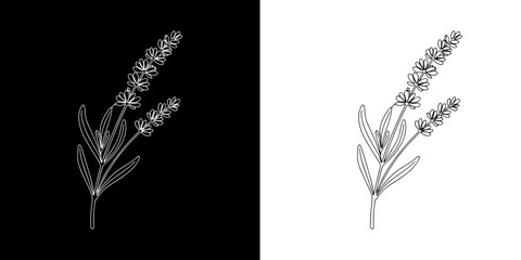 Elegant line art botanical illustration of a delicate lavender sprig with detailed blossoms and leaves © Ibnu Gazali