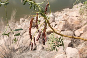 Edible mesquite pods on a tree in Chihuahua, Mexico