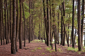 Pine reforestation. Pine wood is used in the furniture industry and in the making of crates, pallets, boards, crates and planks in general. Abadiania, Goias, Brazil, 2019