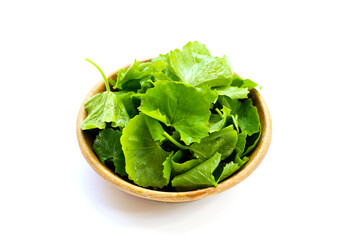 Gotu kola, fresh green leaves