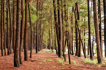 Pine reforestation. Pine wood is used in the furniture industry and in the making of crates,...