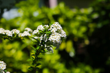 White blossoms of Spiraea cinerea Grefsheim blooming on arching branches.