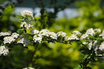 White blossoms of Spiraea cinerea Grefsheim blooming on arching branches.