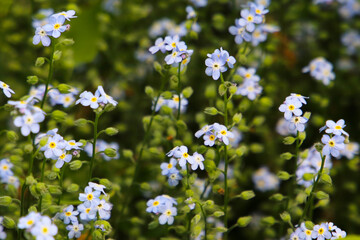 Cluster of blue forget-me-not flowers blooming in springtime garden